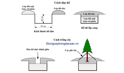 www.giongcaytrongdacsan.vn