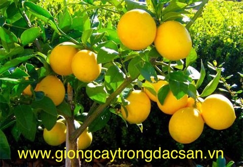 www.giongcaytrongdacsan.vn