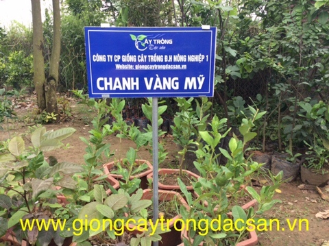 www.giongcaytrongdacsan.vn