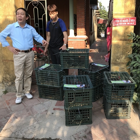 Hướng Dẫn Mua Gà Đông Tảo Tránh Lừa Đảo