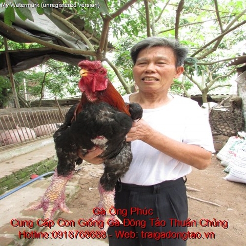 Kỹ Thuật Nuôi Gà Đông Tảo Đẻ
