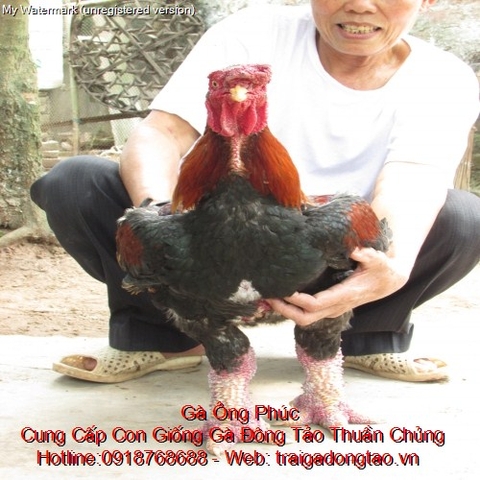 Những bệnh thương gặp ở gà đông tảo và cách chữa trị