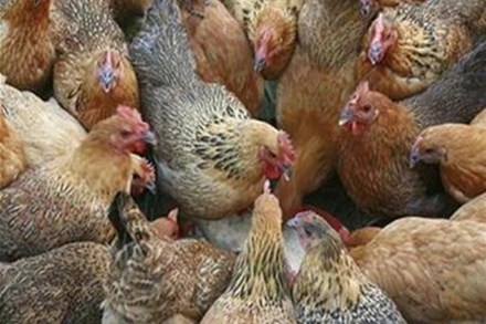 Chia sẻ biện pháp phòng cúm cho gia cầm gà đông tảo