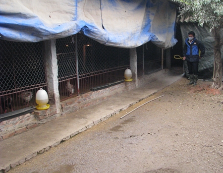 Gà đông tảo vẫn an toàn và được giá trước dịch cúm H5N1