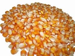 Chia sẻ cách chọn thức ăn phù hợp cho gà đông tảo