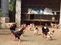 Tư vấn cách chống nóng trong mùa hè cho gà đông tảo
