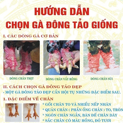 Gà đông tảo chân vảy thịt, vảy rồng, chân xùi đâu mới là gà thuần?