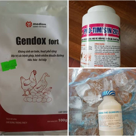 Phòng Bệnh Cho Gà Đông Tảo Trong Ngày Mưa