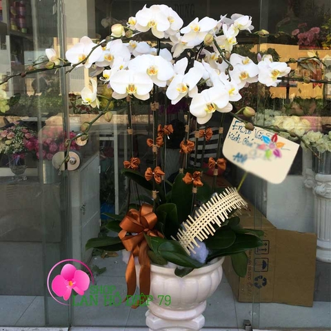 hoa lan hồ điệp