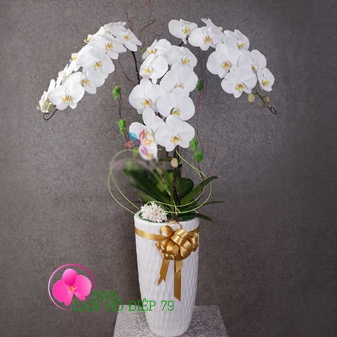 shop bán hoa lan
