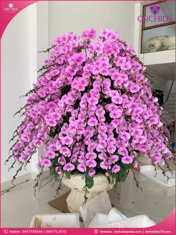 Chậu hoa lan hồ điệp hồng 200 cành LOVE-LHD55