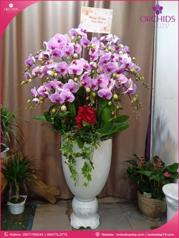 Chậu hoa lan hồ điệp hồng 30 cành LOVE-LHD64