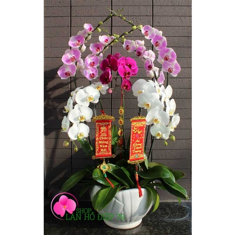 shop lan hồ điệp tại thủ dầu một