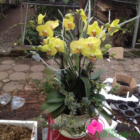 shop lan hồ điệp tại vĩnh phúc