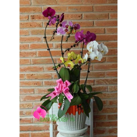 shop lan hồ điệp tại quận ô môn