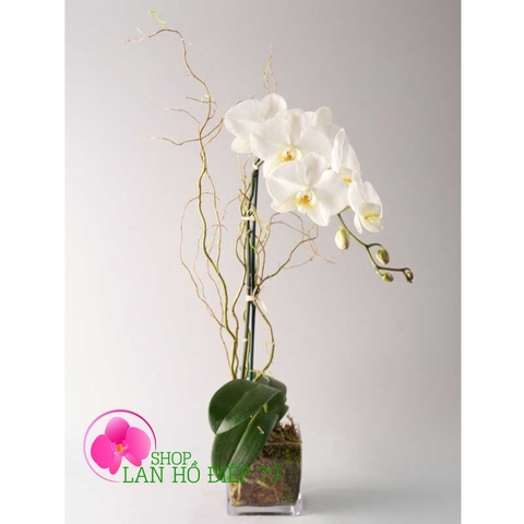 chậu hoa lan hồ điệp tặng mẹ ngày 20-10