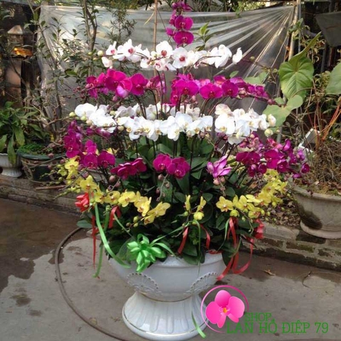 hoa chúc mừng sự kiện