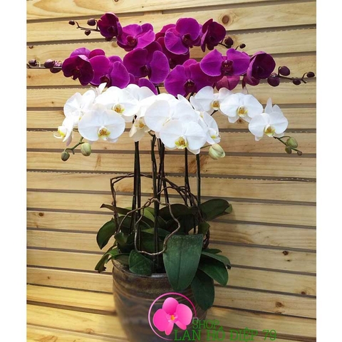 lan hồ điệp trắng tím