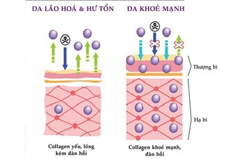 Bổ sung Collagen như thế nào là hợp lý?