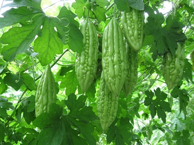 BÍ QUYẾT TRỊ NÁM DA TỪ QUẢ MƯỚP ĐẮNG