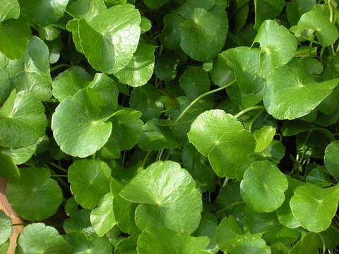 Trị nám từ rau xanh