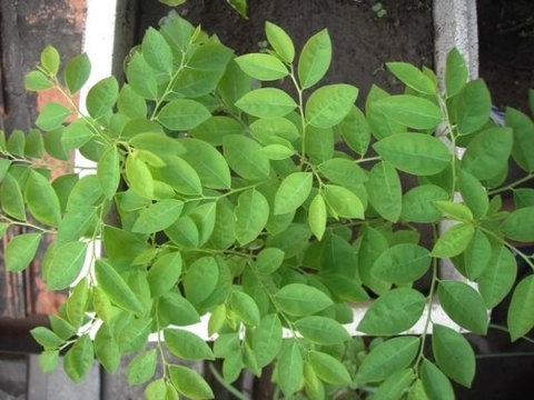Trị nám bằng rau ngót