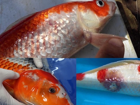 Nguyên nhân và cách điều trị bệnh đỏ mình, lở loét trên cá koi