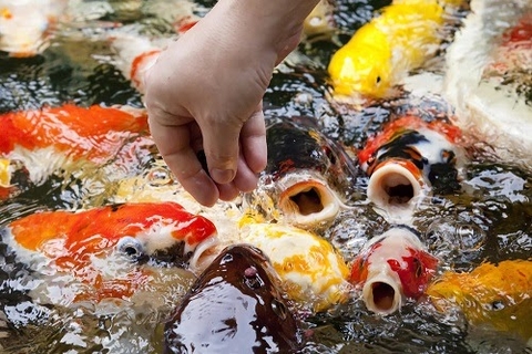 Cá koi ăn bao nhiêu là đủ và liều lượng như thế nào?