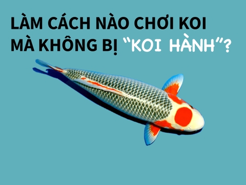 Tài liệu hướng dẫn phòng và điều trị bệnh cho cá Koi