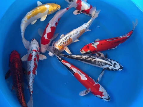 Giải pháp thả cá koi mới vào hồ an toàn không bị tụ đàn, nằm đáy, lở loét, đỏ mình.