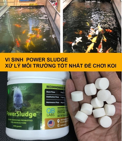 Cách giúp nước trong, không mùi tanh, không bọt khí cho hồ cá Koi