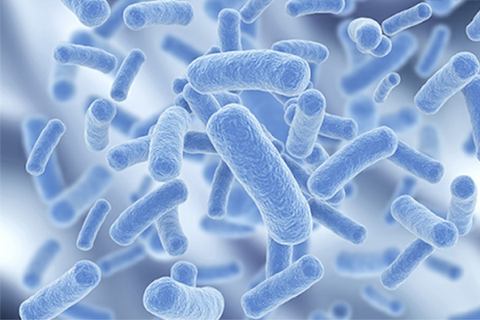 Lactobacillus acidophilus là gì? Công dụng? Liều dùng và cách bổ sung