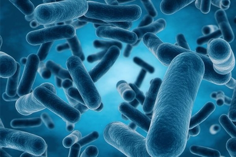 Lactobacillus reuteri và tác dụng diệu kỳ với hệ tiêu hóa