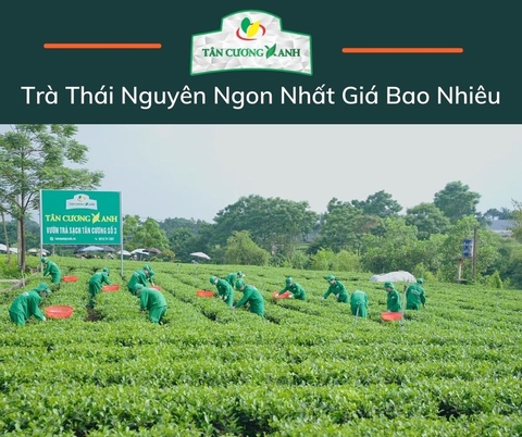 Chè Thái Nguyên Ngon Nhất Giá Bao Nhiêu