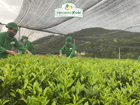 Kỹ Thuật Tưới Nước Tự Động Trà Tân Cương Thái Nguyên