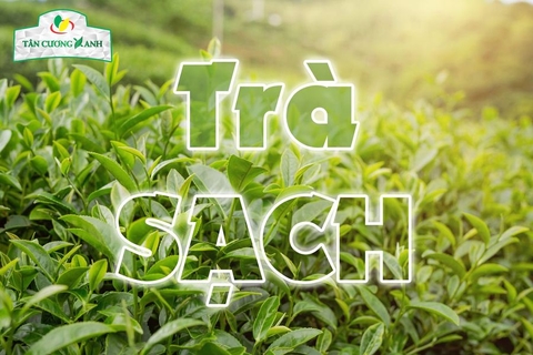 Chè Thái Nguyên mùa nào ngon nhất? Hương vị đặc trưng của đặc sản chè Việt Nam