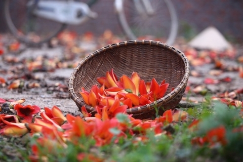 Miên man hoa gạo tháng 3