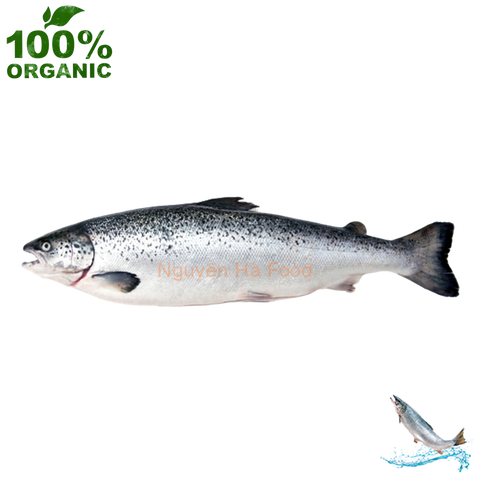 Cá hồi Nguyên Con Hữu Cơ 6-8 kg (Loại 1) - Fresh Salmon Norway