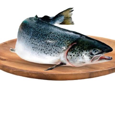 Cá hồi Nguyên Con size 7-8kg (Loại 1) - Fresh Salmon Norway