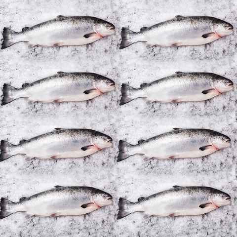 Cá hồi nguyên con Nauy 10-12 kg  (Loại 1) - Fresh Salmon Norway
