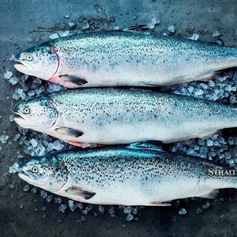 Cá hồi nguyên con Nauy 6-7kg  (Loại 1) - Fresh Salmon Norway