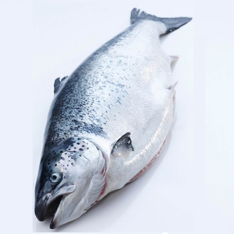 Cá hồi Nauy size 6-7kg (Loại 3) - Fresh Salmon Norway