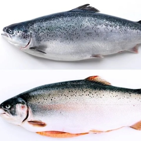 Cá hồi Nauy size 6-7kg (Loại 2) - Fresh Salmon Norway