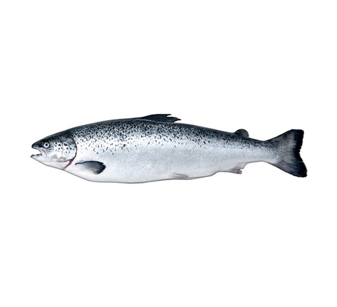 Norwegian | Australian Chilled Whole Salmon (6kg - 8kg)