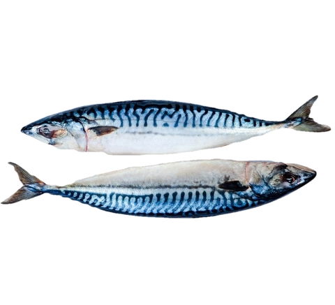 Norwegian Frozen Whole Saba Mackerel