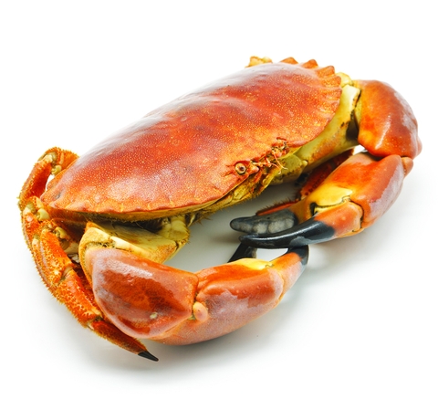 Norwegian Whole Cooked Crab 400g - 600g Pack