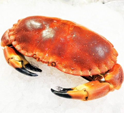 Norwegian Whole Cooked Crab 400g - 600g Pack