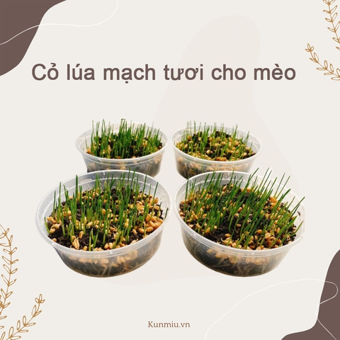 Cỏ lúa mạch tươi cho mèo