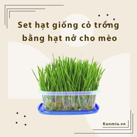 Set hạt giống cỏ trồng bằng hạt nở cho mèo