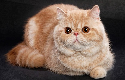 Thông tin về mèo Exotic, giống mèo ba tư lông ngắn siêu đáng yêu
